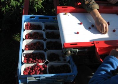 Raspberries harvesters JAGODA JPS