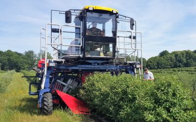 What is the best Haskap harvester for your specific needs?