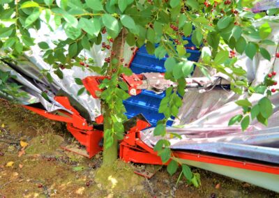 Harvesting machine for cherry and plums GACEK - JAGODA JPS