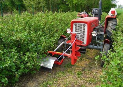 herbicide strip sprayer for berry bushes TEKLA - Blackcurrant Herbicide machine