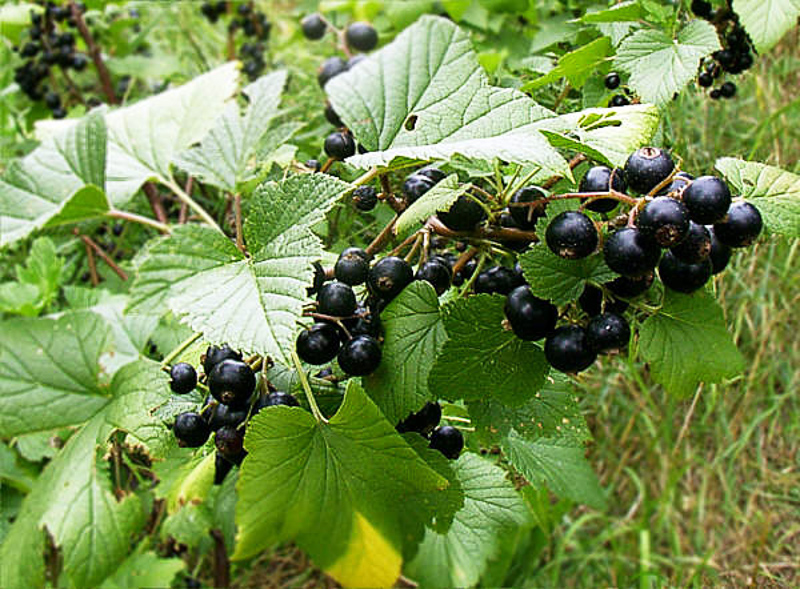 Know About Blackcurrant: Planting, Pruning, and Harvesting