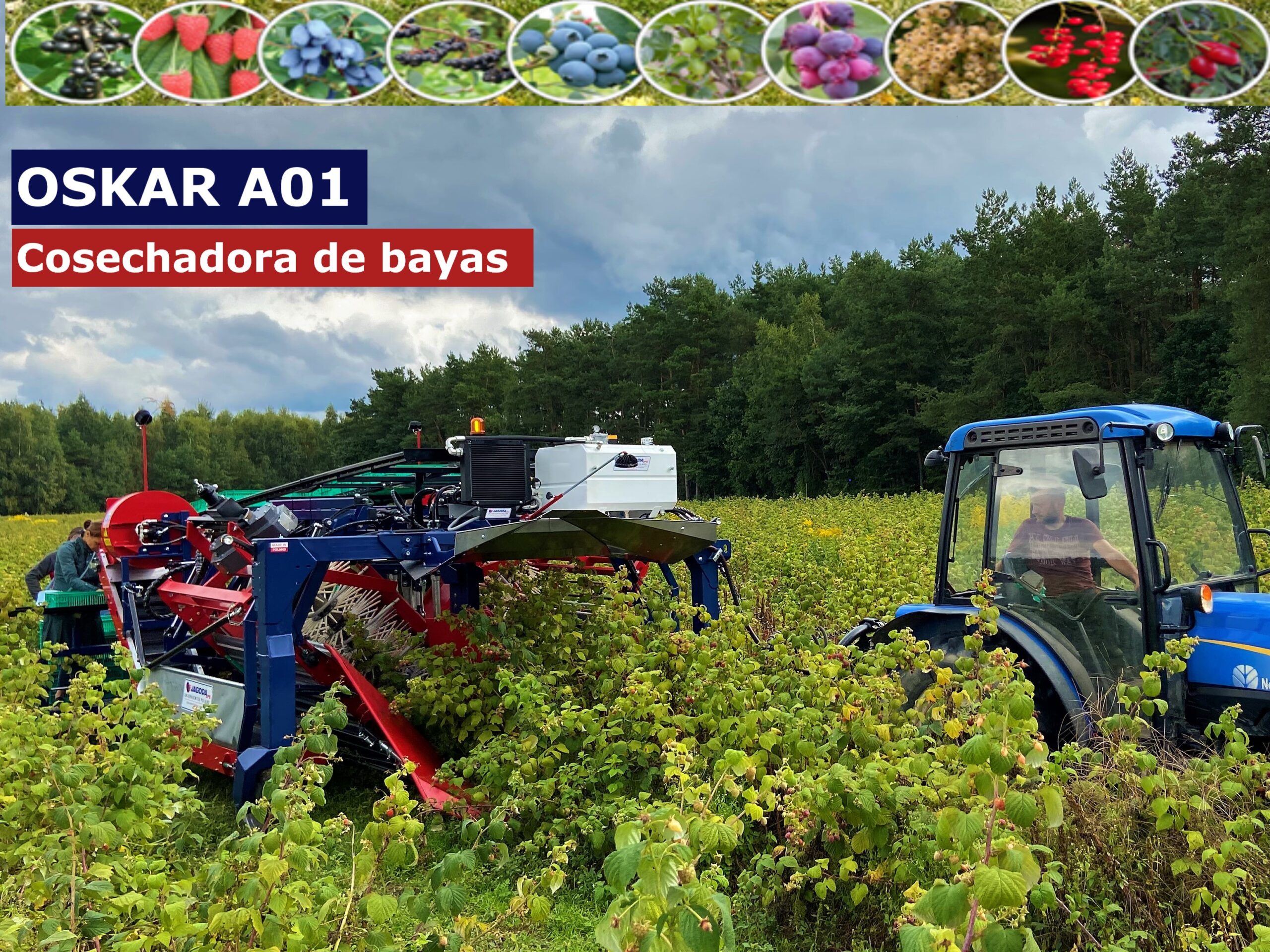 La cosechadora de media hilera JAREK 5R ha sido diseñada para la recogida de frambuesa de otoño en plantaciones sin apoyos como Polka, Polana, Polesie, Poemat, Polonez Octavia y otras variedades