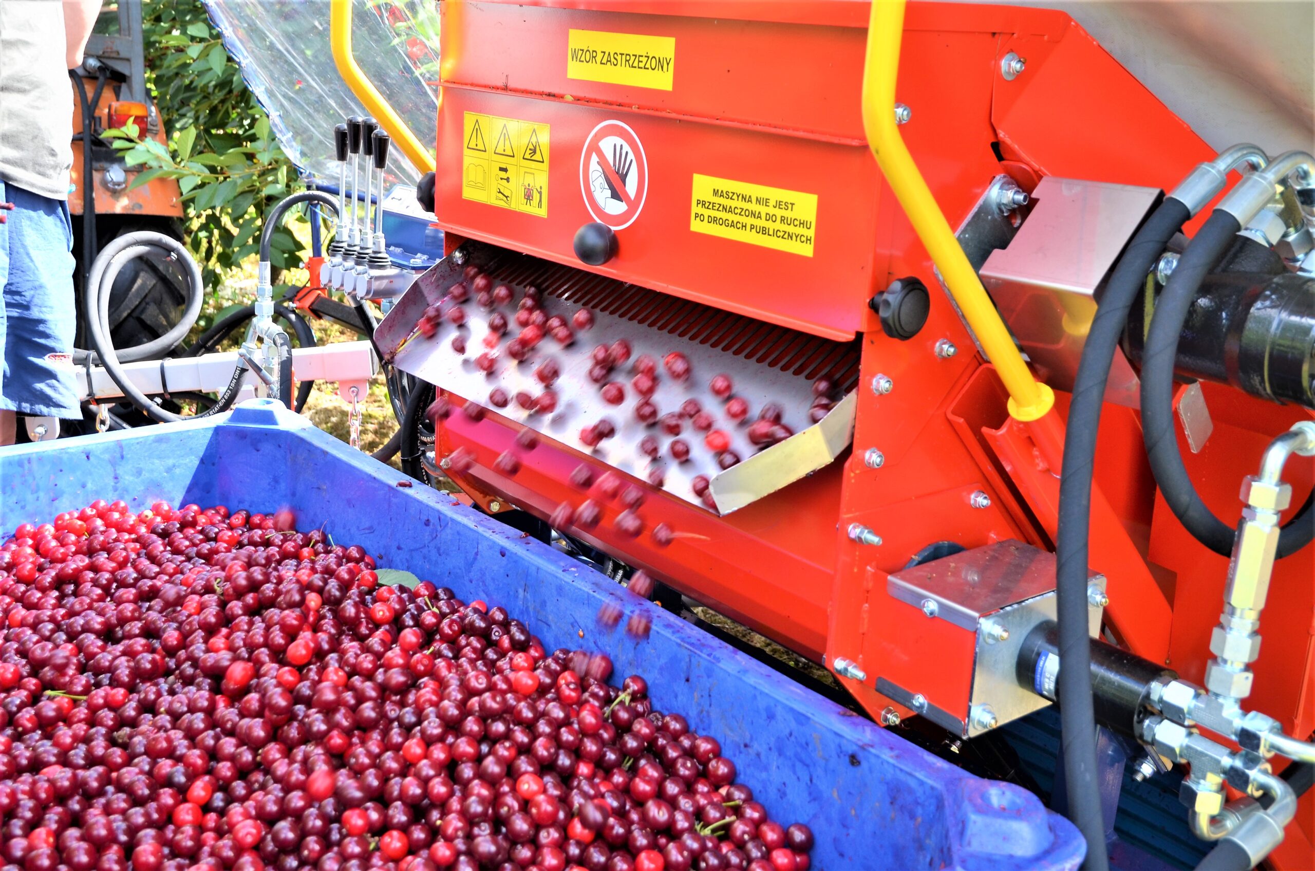 Le vibreur arboricole GACEK est conçu pour la récolte des cerises, prunes, noisettes et autres.