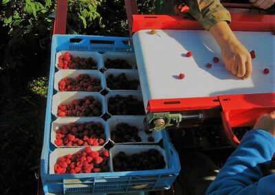 la récolteuse pour la récolte des framboises est équipée d'un système de nettoyage des fruits et d'un convoyeur de séparation qui facilite l'enlèvement des fruits endommagés.