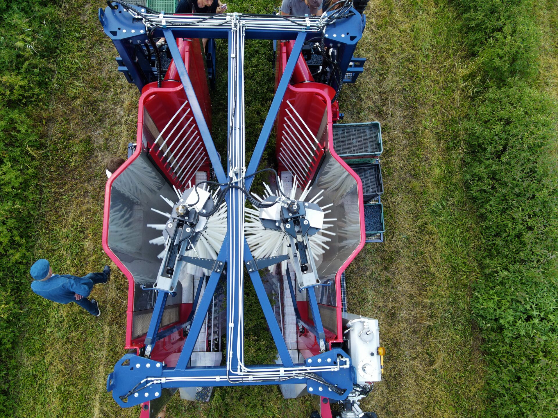 Aerial view of blueberry harvesting on a plantation using the JAGODA 300 Blueberry Harvester