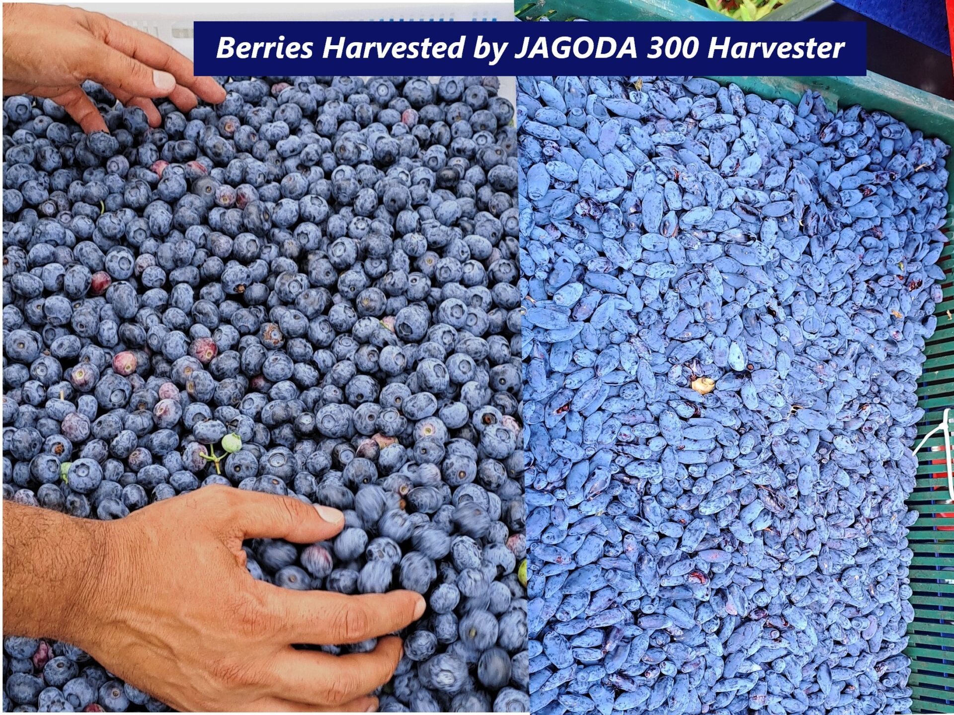 bountiful harvest of fresh blueberries collected using the JAGODA 300 Blueberry Harvesting machine