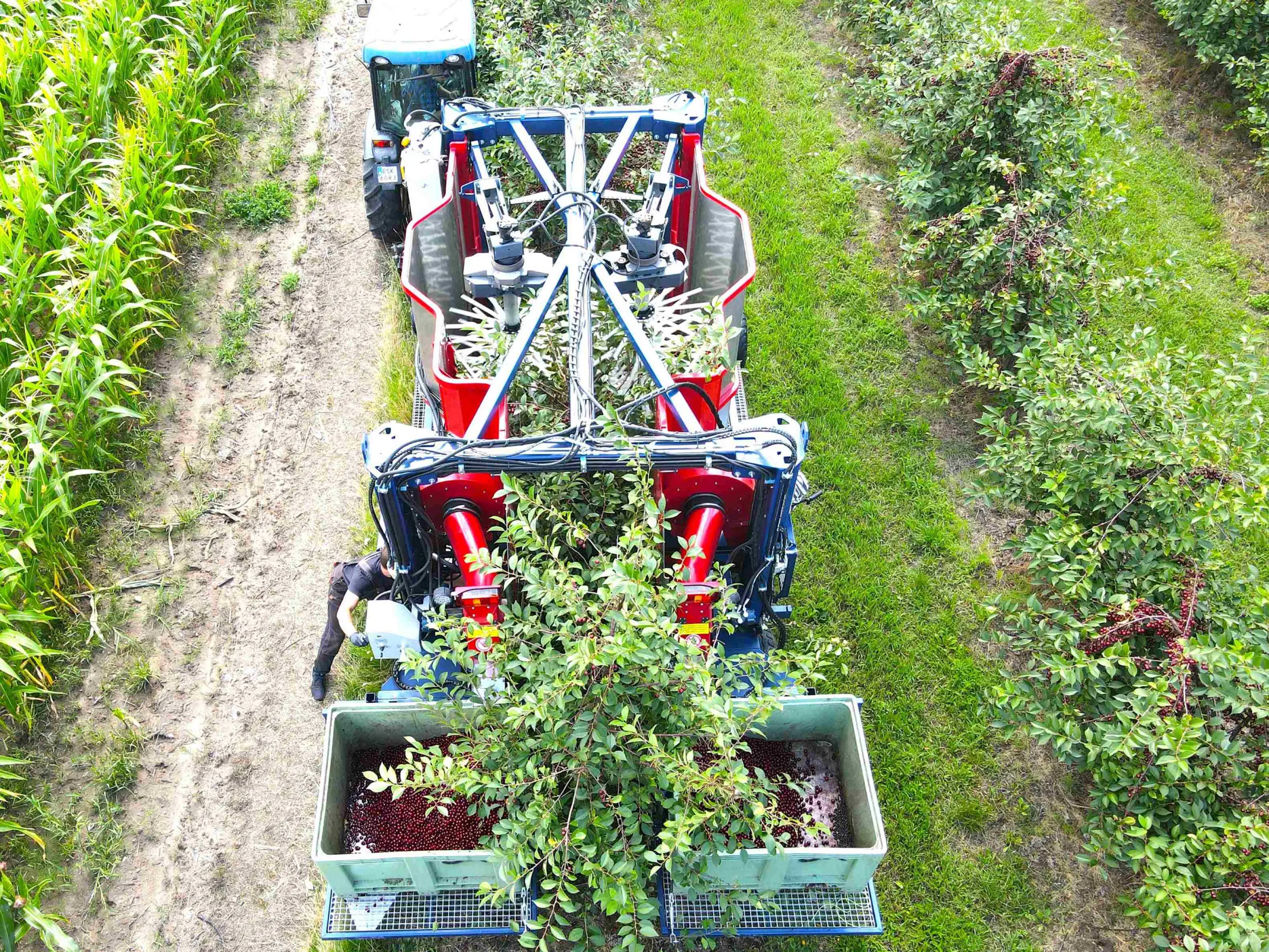 JAGODA 300 cherry harvester with high-capacity fruit boxes offering efficient collection and storage.