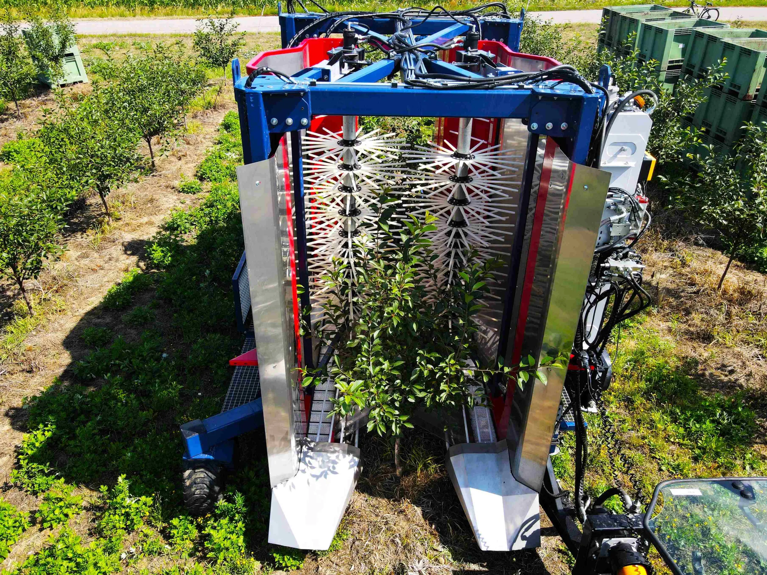 JAGODA 300 trailed cherry harvester efficiently harvesting cherries in an orchard.